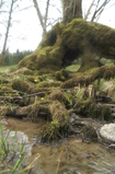 D7D00419 Stream flowing through tree trunk.jpg